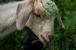 Sheep Eating Stock Photo