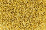 Background From Pile Of Paddy Rice And And Rice Seed Stock Photo