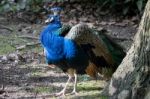 Peacock (pavo Cristatus) Stock Photo