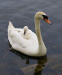 The Chick Is Riding On The Back Of Her Mother-swan Stock Photo