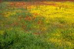 A Field Of Spring Flowers In Castiglione Del Lago Stock Photo