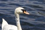 Beautiful Female Mute Swan Is Looking For Something Stock Photo