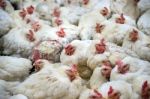 Sick Chicken Or Sad Chicken In Farm,epidemic, Bird Flu, Health Problems Stock Photo