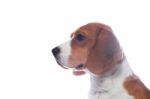 Sad Beagle Dog Portrait Isolated On White Background Stock Photo