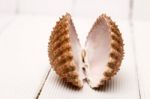 Clam Shell Isolated Stock Photo