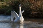 Mute Swan (cygnus Olor) Stock Photo