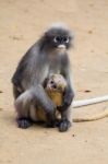 Dusky Leaf Monkey Stock Photo