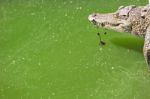 Crocodile Breeding Farm In Siem Reap, Cambodia Stock Photo