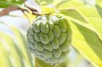 Custard Apple Stock Photo