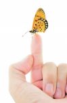 Butterfly Perching On Finger Stock Photo