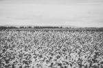 Cotton Field In The Countryside Stock Photo