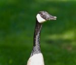 Background With A Funny Canada Goose On A Field Stock Photo