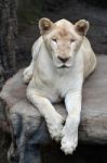 Female White Lion Stock Photo