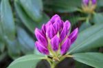 Flowers Rhododendron Stock Photo