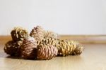 Some Cedar Cones Stock Photo