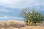 Giant Ceiba Trees Grows Up In Sunny Coast Of Ecuador Stock Photo