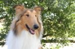 Puppy Collie On The Beach Pet Friendly Stock Photo