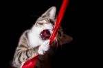 A Cute Kitten Catching A Red Lint In Midair Stock Photo