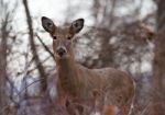 Beautiful Image With The Deer In The Forest Stock Photo