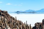 Isla De Pescadores, Salt Lake Uyuni In Bolivia Stock Photo