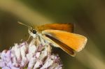 Lulworth Skipper (thymelicus Acteon) Stock Photo