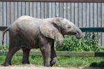 African Elephant (loxodonta) Stock Photo