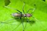 Ant-mimic Cricket Stock Photo