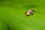 Orange Beetle On Green Leaf Stock Photo