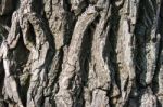 Tree Bark Close-up Stock Photo