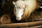 Sheep Stock Photo