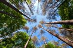 Summer Tall Trees In Mixed Forest Stock Photo