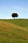 Lonely Tree Stock Photo