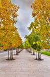 Tree Lined Pedestrian Sidewalk Stock Photo