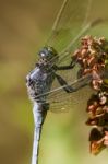 Epaulet Skimmer (orthetrum Chrysostigma) Stock Photo