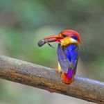 Male Black-backed Kingfisher Stock Photo