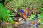 Blue-eared Kingfisher (male) Stock Photo