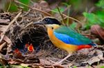 Blue-winged Pitta Stock Photo