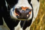 Nose Cow Stock Photo