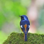 Male Daurian Redstart Stock Photo