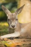 Kangaroo Outside During The Day Time Stock Photo