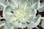 Top View Of Fresh Green Vegetable Stock Photo