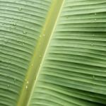 Banana Leaf Stock Photo