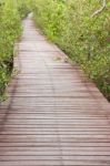 Wood Bridge In Mangrove Forest, Thailand Stock Photo