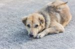 Stray Dogs Sleeping On The Street Stock Photo