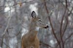 Beautiful Picture With A Wild Deer Looking Aside Stock Photo