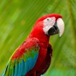 Greenwinged Macaw Stock Photo