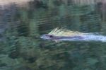 North American Beaver (castor Canadensis) Stock Photo