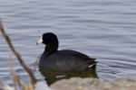 Beautiful Background With Amazing American Coot In The Lake Stock Photo