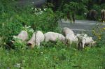 Pigs Family Stock Photo