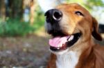 Portrait Of A Cute Brown Dog Stock Photo